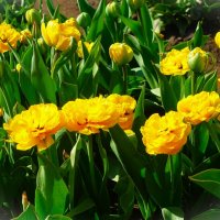 Тюльпаны жёлтые махровые Верона :: Aida10 