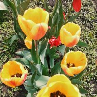 Жёлтые тюльпаны... :: Георгиевич 