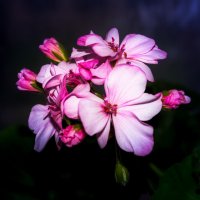 цветы герани :: AVI 