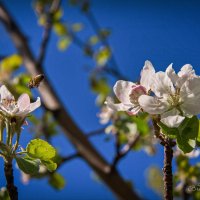 "Отличный денёк. Яблони цветут"© :: Владимир Макаров