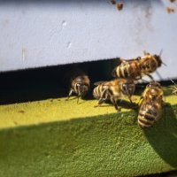 пчелы :: Александр Леонов