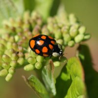 Затаилась :: Наталия Григорьева