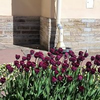 Пора цветения тюльпанов! :: Ольга 
