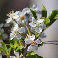 Цветение вишни :: Любовь Сахарова