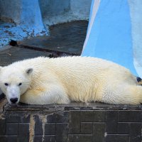 Медвежонок :: Татьяна Лютаева