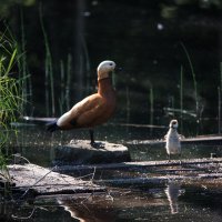 Огари. :: Владимир Безбородов