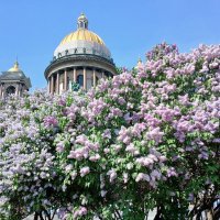 Цветение сирени в городе. :: Лия ☼