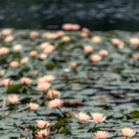 Водяные лилии в парке в Китае :: Дмитрий 