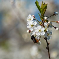 Вишневый сад. :: Владимир Лазарев