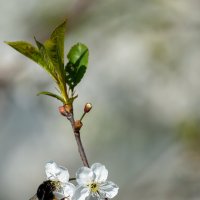 Вишневый сад. :: Владимир Лазарев