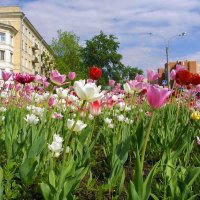 Цветение тюльпанов на Ленинском проспекте. :: Лия ☼