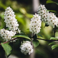 Ах, черемуха белая. :: Вадим Басов