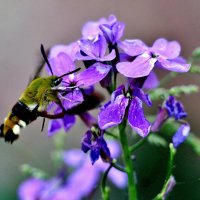 Бабочка Бражник шмелевидка жимолостная. :: Восковых Анна Васильевна 