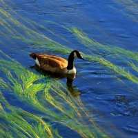 Казарка на синей воде :: Юрий. Шмаков