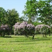 Сирень в парке :: Anna-Sabina Anna-Sabina