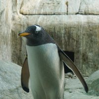 Папуанские пингвины в московском зоопарке :: Ольга 