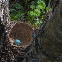 Покинутое гнездо,находка в лесу :: Сергей Цветков