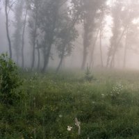 Утренний туман :: Марина Фомина.