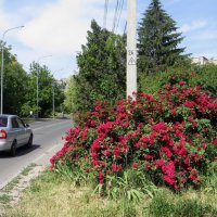 Уходит май и уносит весну за собой... :: Татьяна Смоляниченко