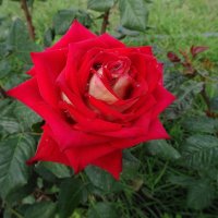 Майская роза :: Лидия Бусурина