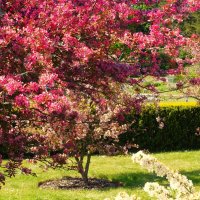 Цветение яблонь в начале июня :: Aida10 