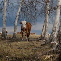 Тихий час должен охраняться. :: Сергей Герасимов