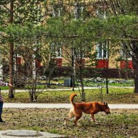 Май...С собакой в сквере Победы! :: Владимир 