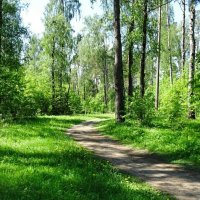 Лес в последний весенний день (репортаж из поездок по области). :: Милешкин Владимир Алексеевич 