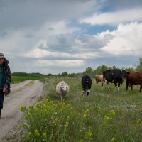 Деревенское стадо... :: Влад Никишин