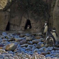 pinguins :: noanoa delmar 