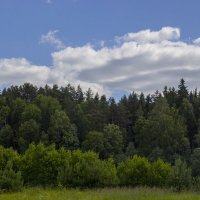 лес :: Алексей Касатиков