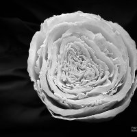 капустная роза :: Константин Диордиев