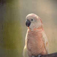 Розовый попугайчик :: Валентина Веснина