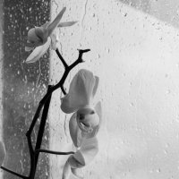 дождь за окном :: СВЕТЛАНА ЛЕБЕДЬ