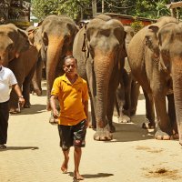 Прогулки со слонами :: Сергей Дабаев