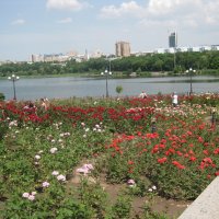 Донецк  -   город миллиона роз :: Валентина 