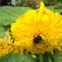 Шмель и пчела на подсолнухе :: Ирина Егорова