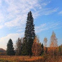 Королева леса :: Мария Парамонова