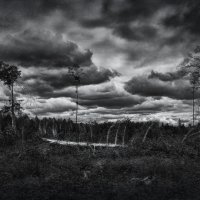 Мрачный лес :: Сергей Шабуневич