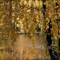 Глубокая осень :: Ксения Котова