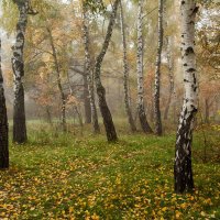 Осенние берёзы :: Олег Самотохин