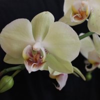 Орхидея :: Анастасия Поль
