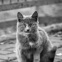 Добрый кот :: Андрей Лободин