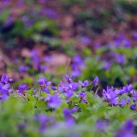 Лесные цветы :: Bermuda Разуева