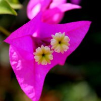 тайский цветок :: Denis Mishin