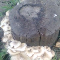 грибы :: Дарья Неживая