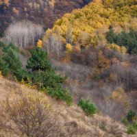 Осени краски. :: Эдуард Сычев