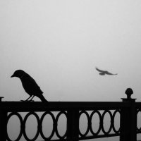 Birds :: Alina Golovkova