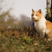 Кот или Кошка? :: Olga Moskvitina