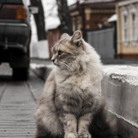 Кошка, которая гуляет сама по себе :: Aleksey Donskov